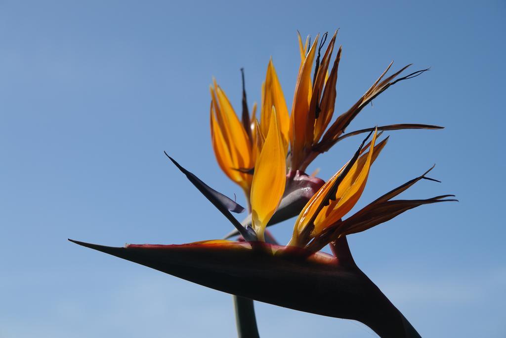 Quinta Sao Goncalo Villa Funchal  Luaran gambar